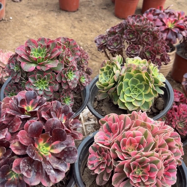 安娜加粉女巫加奶白锦美杜莎