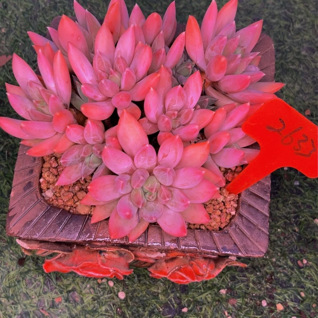 2633下午多肉植物群生