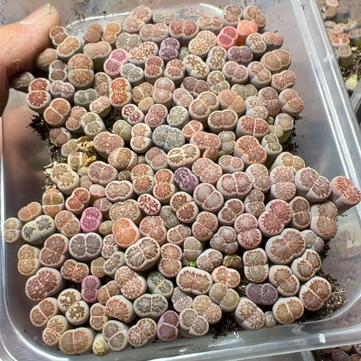 【闪购商品】 521。
