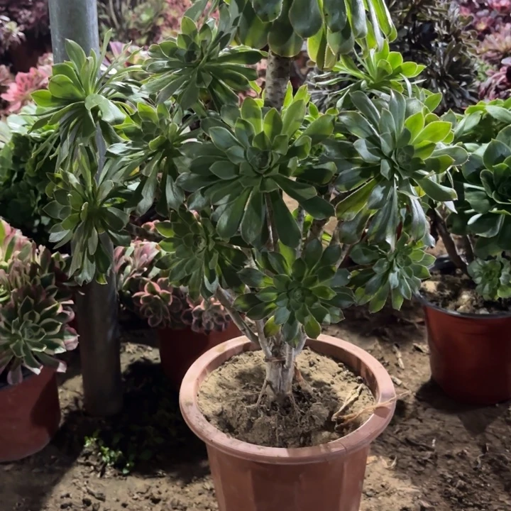 多肉植物原始绿44