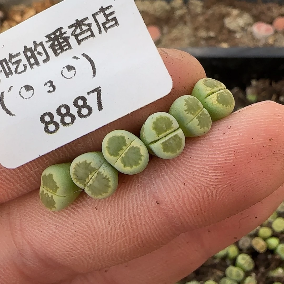 8887。绿菊。不大。。。。。。