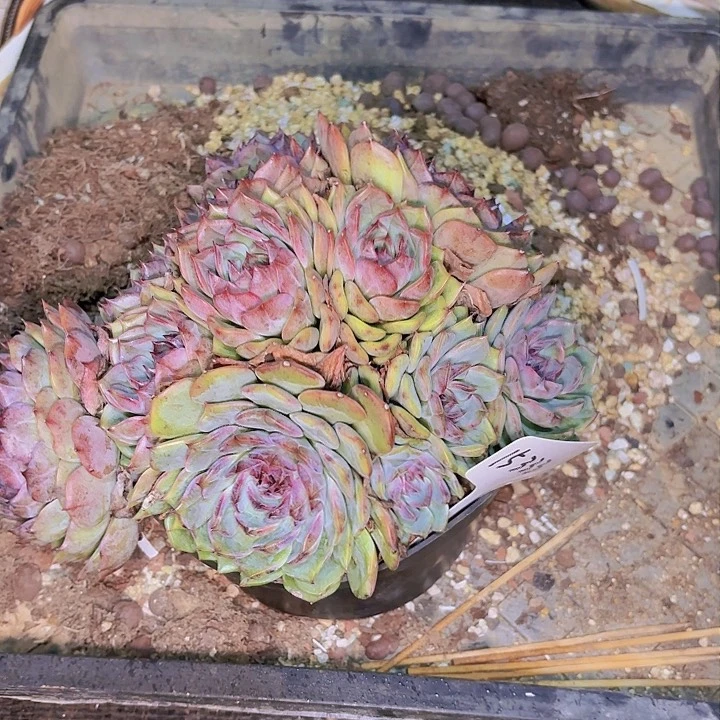阿*姐15333蓝莓一物一拍