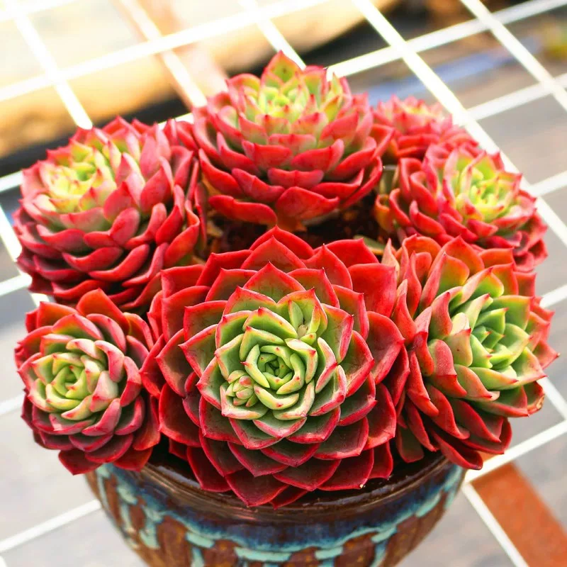 贝拉多娜230#云大A2露白月光多肉新手好看好养一单包邮