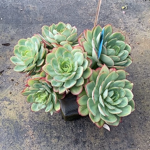 镇****店1164多肉植物老桩