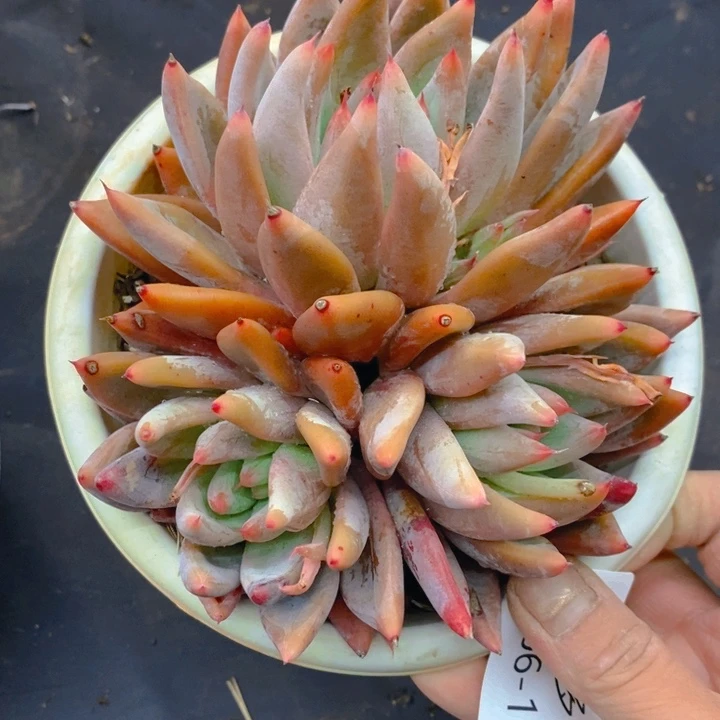 夏悅多肉 0306-135圣徒