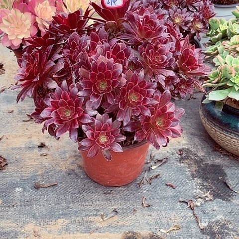 玫瑰锦法师多肉274号