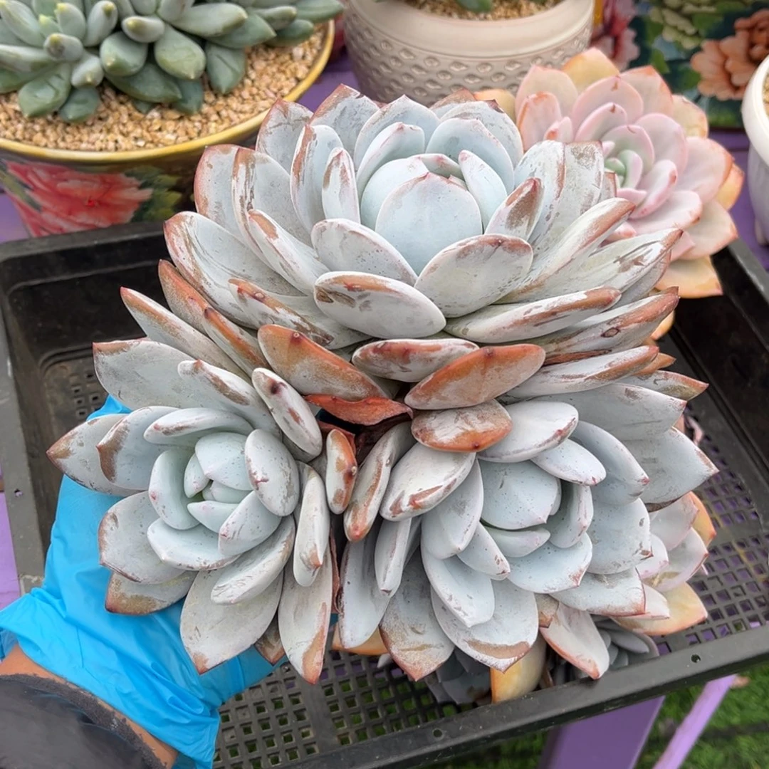 嫦娥无砍一物一拍