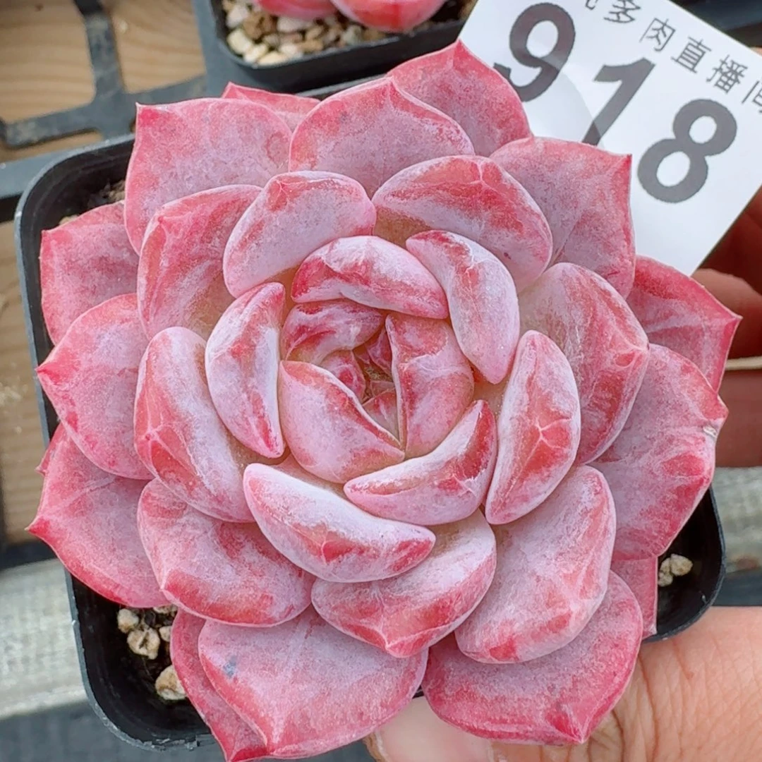 冰魄      愿你一路坦途，乘风破浪展宏图