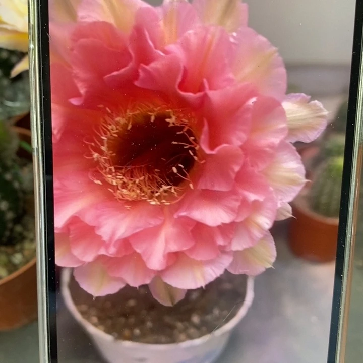 香香青瞳侧芽5公分左右
