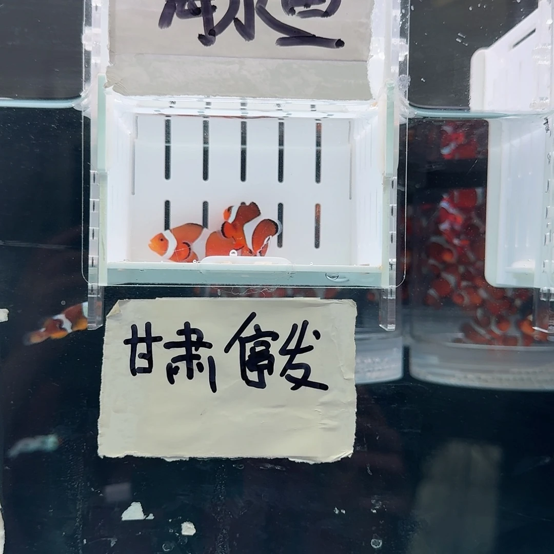 海水鱼 4+配4.5+精品黑边公子一对