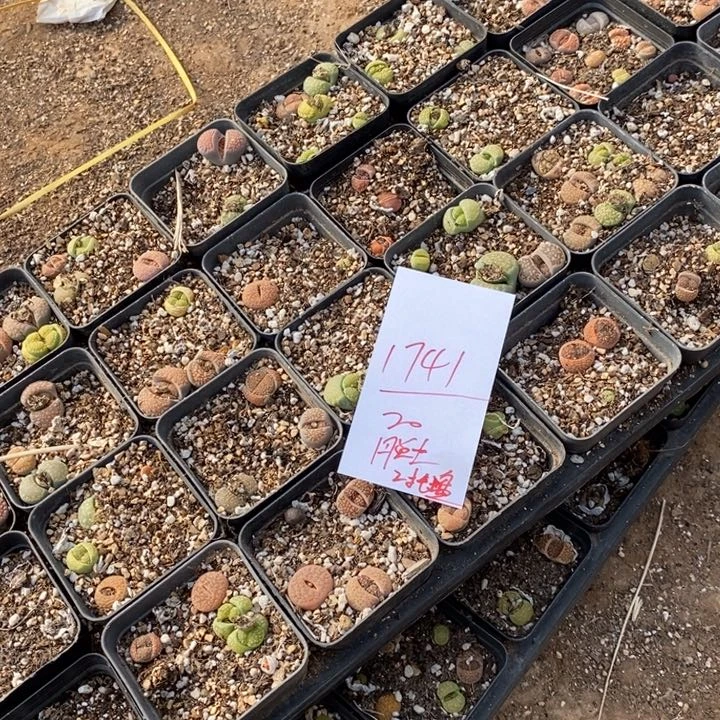 1741生石花脱土2托盘