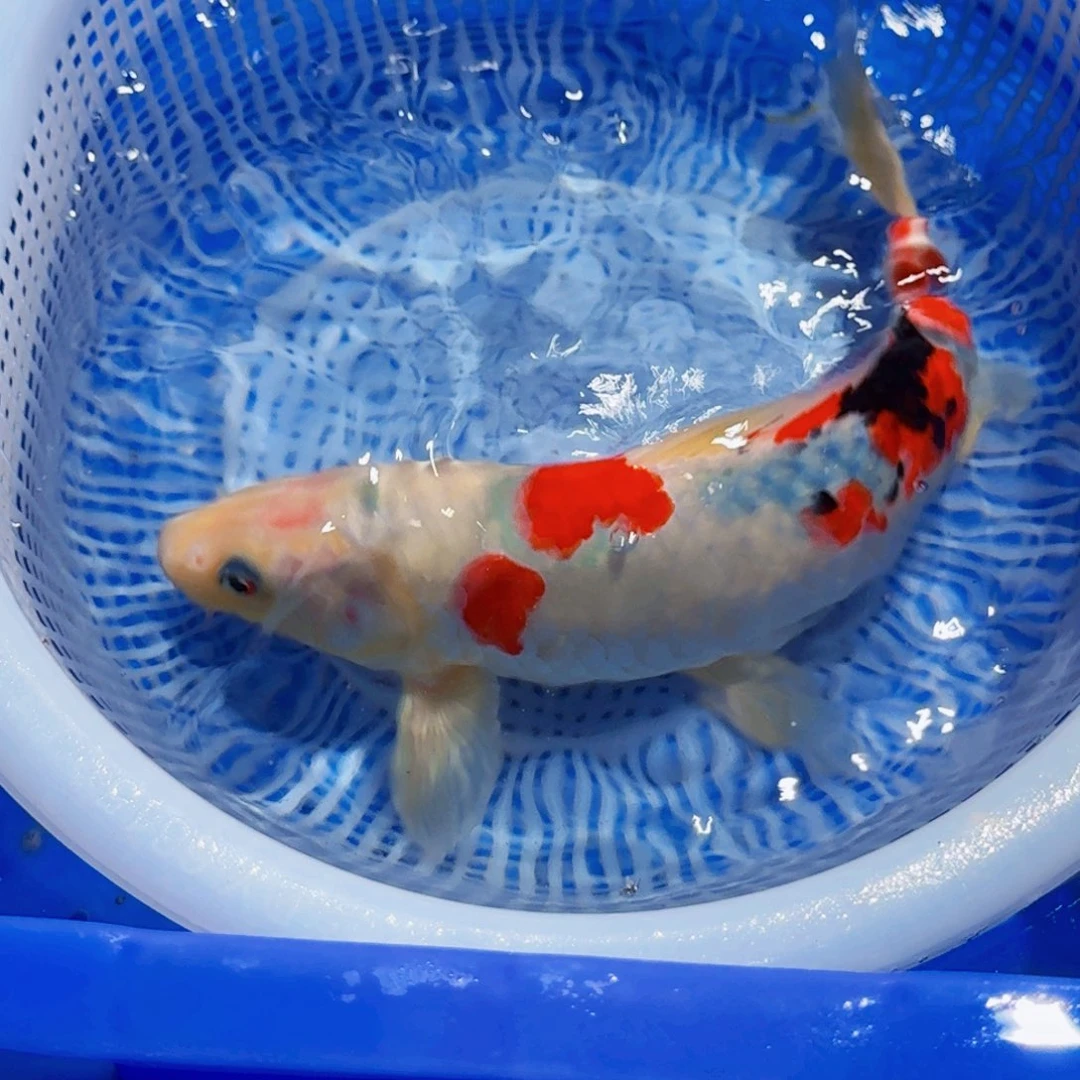 锦鲤精品甄选血统锦鲤
