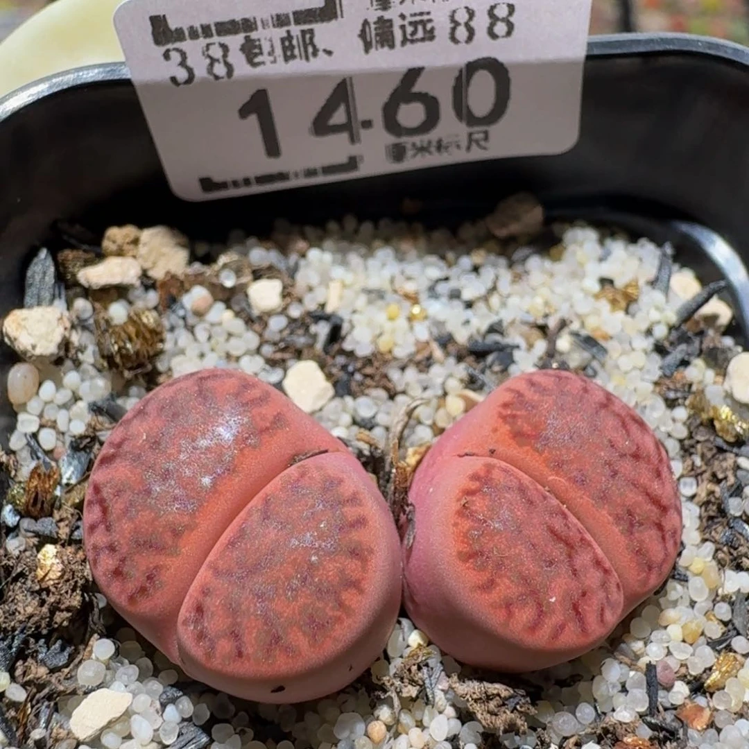 zzzz生石花肉锥1460