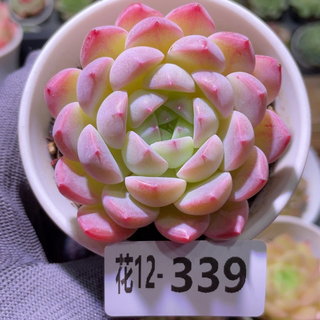 花利美12-339白桃汽水