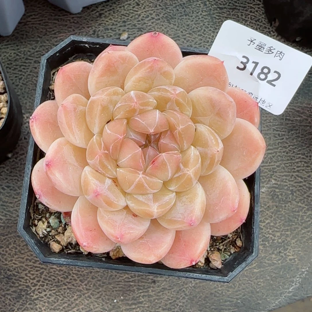 冰魄，3182多肉植物