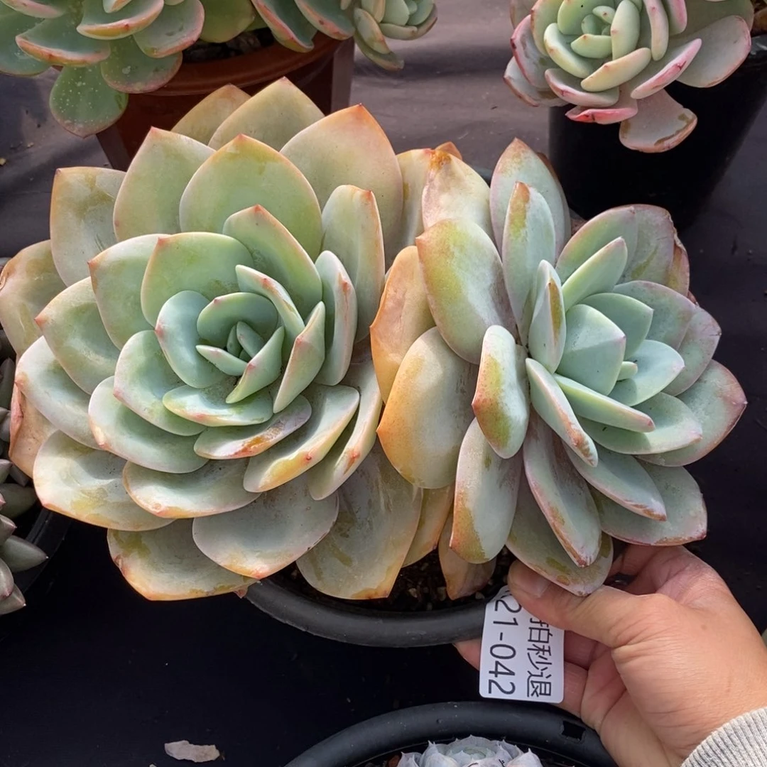 两单包邮1221-42白凤