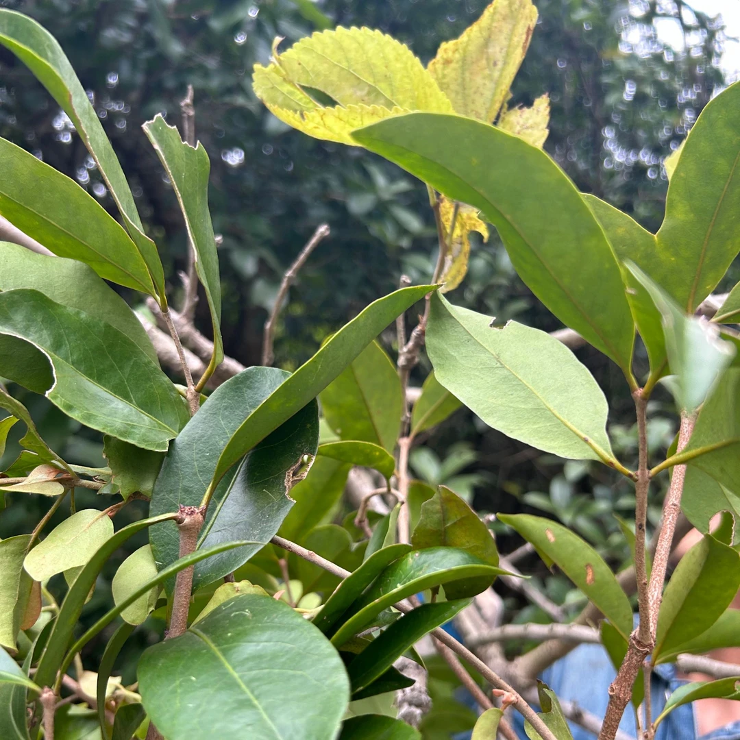 野生桑寄生 广西桑树寄生泡茶煮水煲汤养生中药材广寄生 无硫干货
