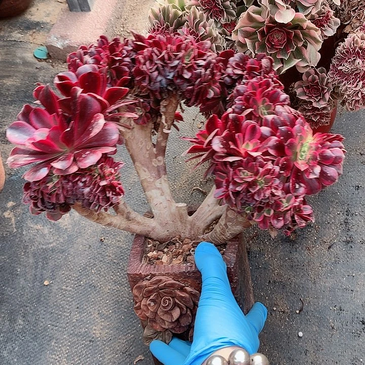 微瑕美杜莎朵朵脱土发货啊