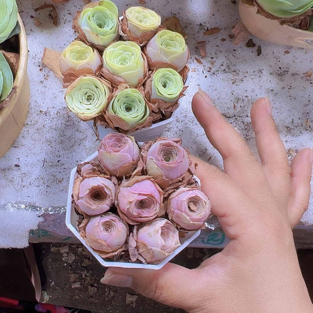 8角盆七龙珠2盆组合