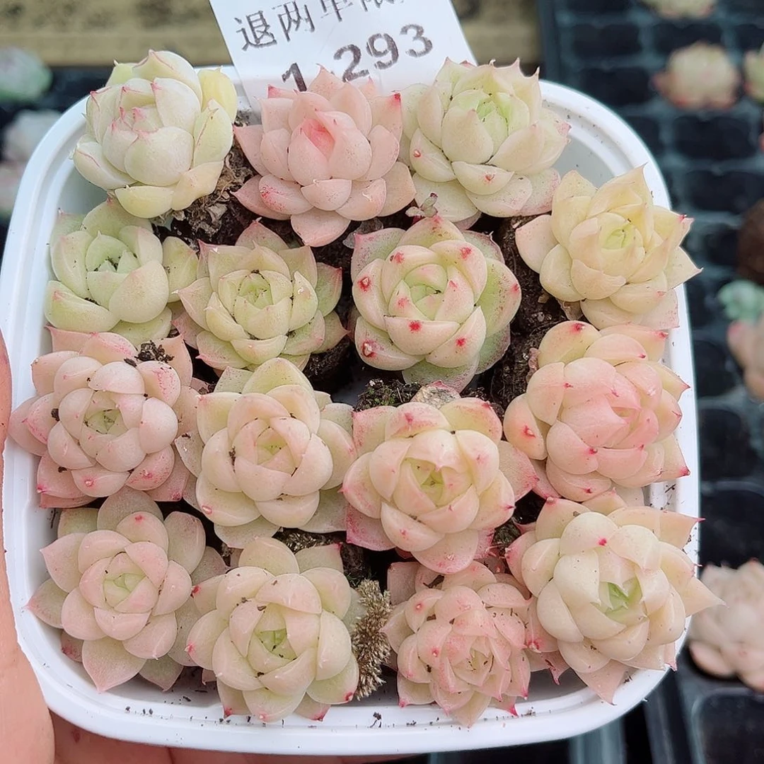 1-293 新疆西藏内蒙不发12.8包邮2-3公分多肉