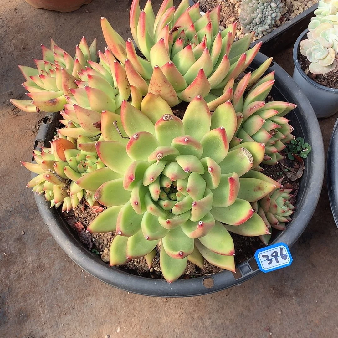 396弗兰克一物一拍多肉