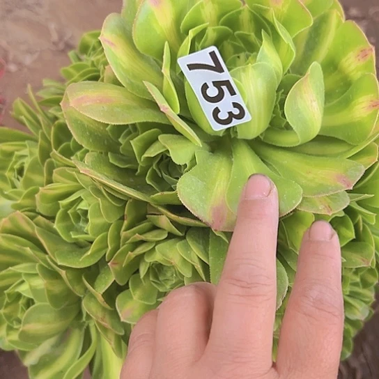 玲*多肉植物一个