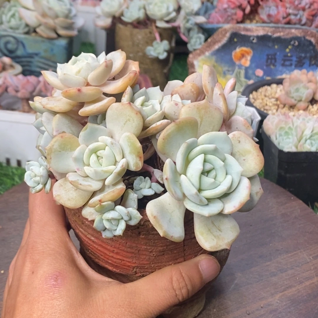 飘雪老桩无砍模特