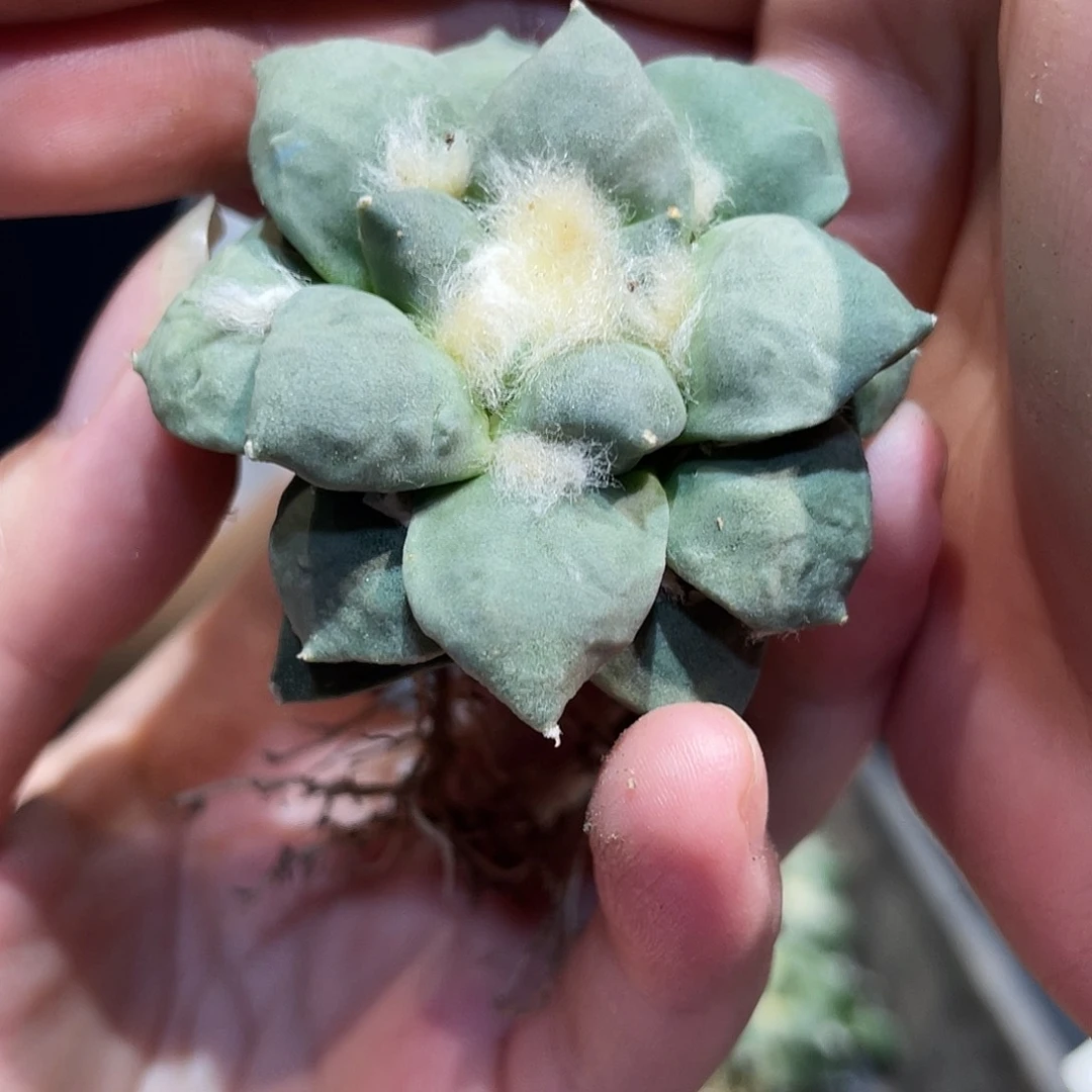 5cm自根福利青瓷牡丹萝卜根