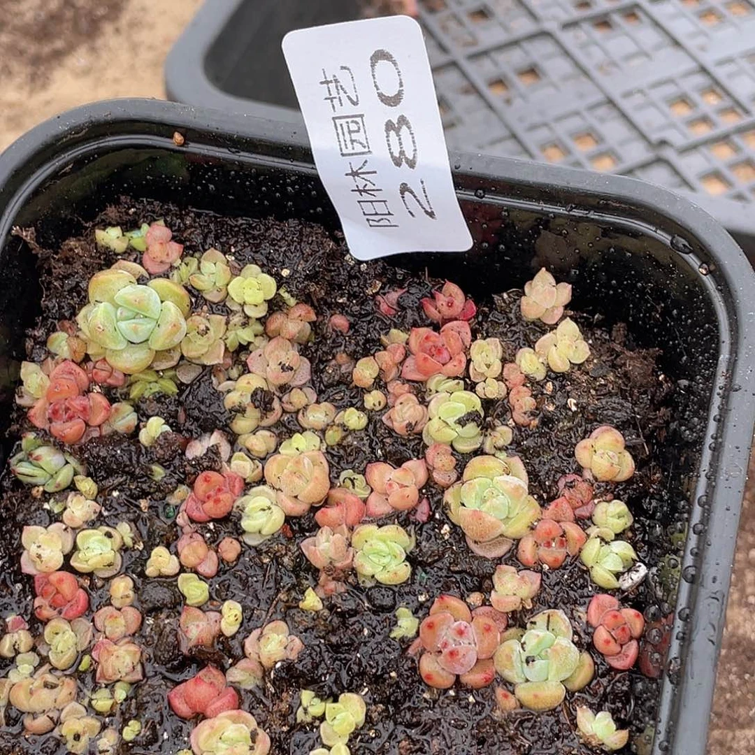 多肉植物多肉植物280