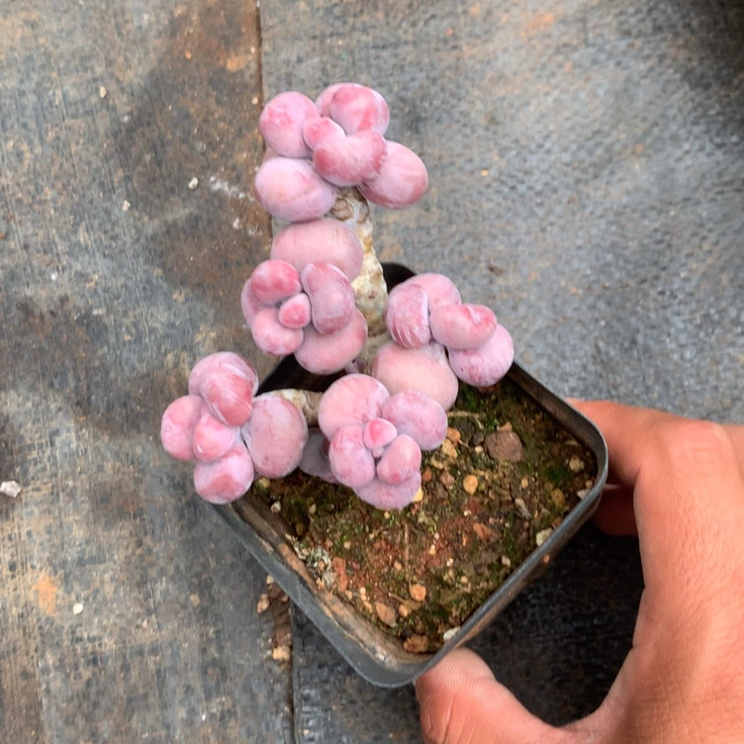 清乾隆皇帝赐匾及对联两