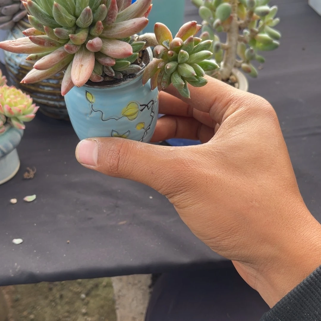 *‍****0081美人多肉植物