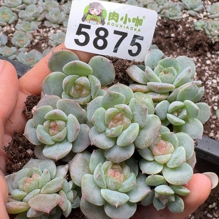 多肉植物多肉植物