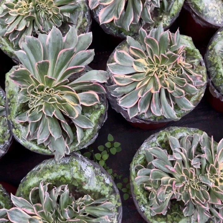 灿烂缀化多肉植物