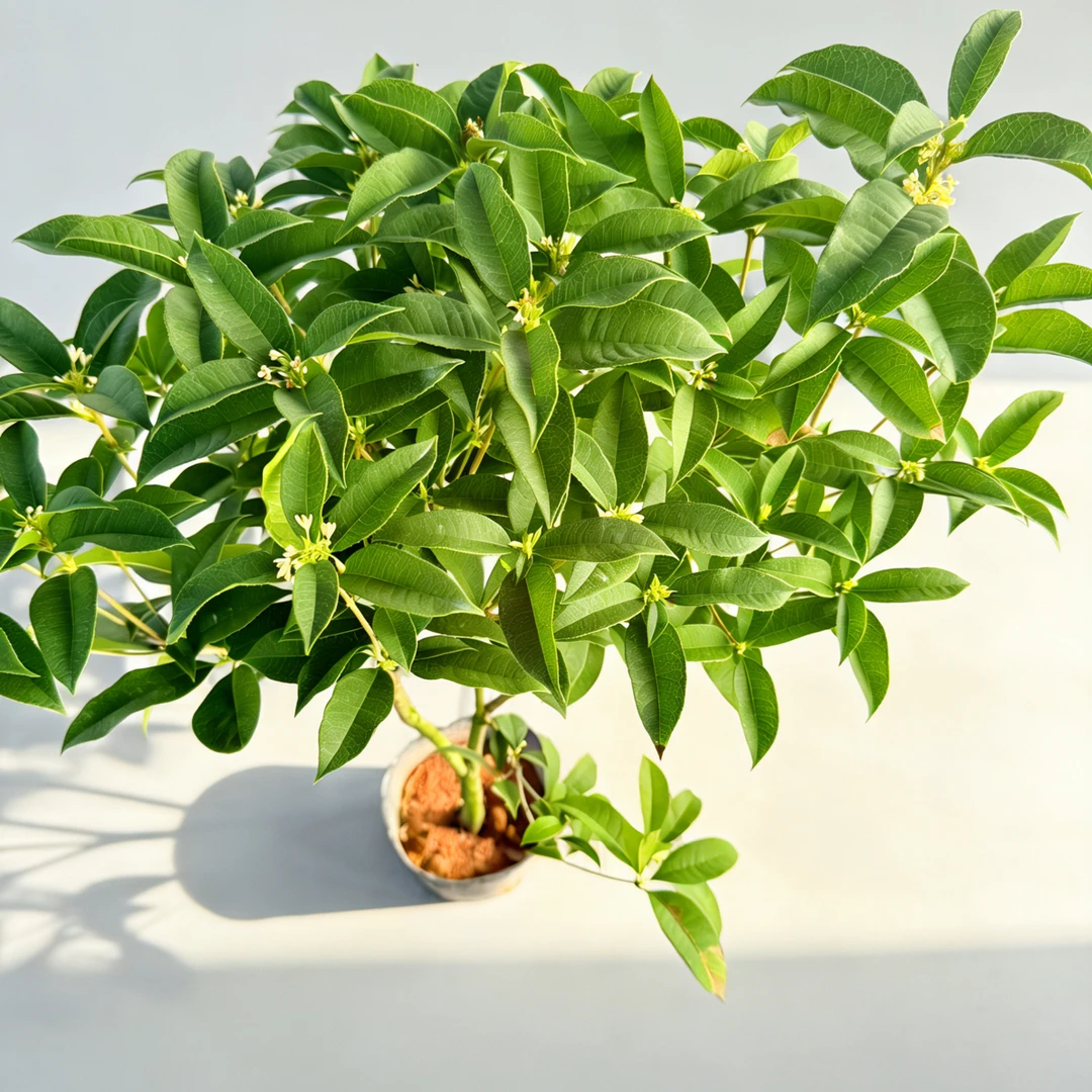 四季桂盆栽浓香型花卉耐寒好养适合室内外阳台庭院