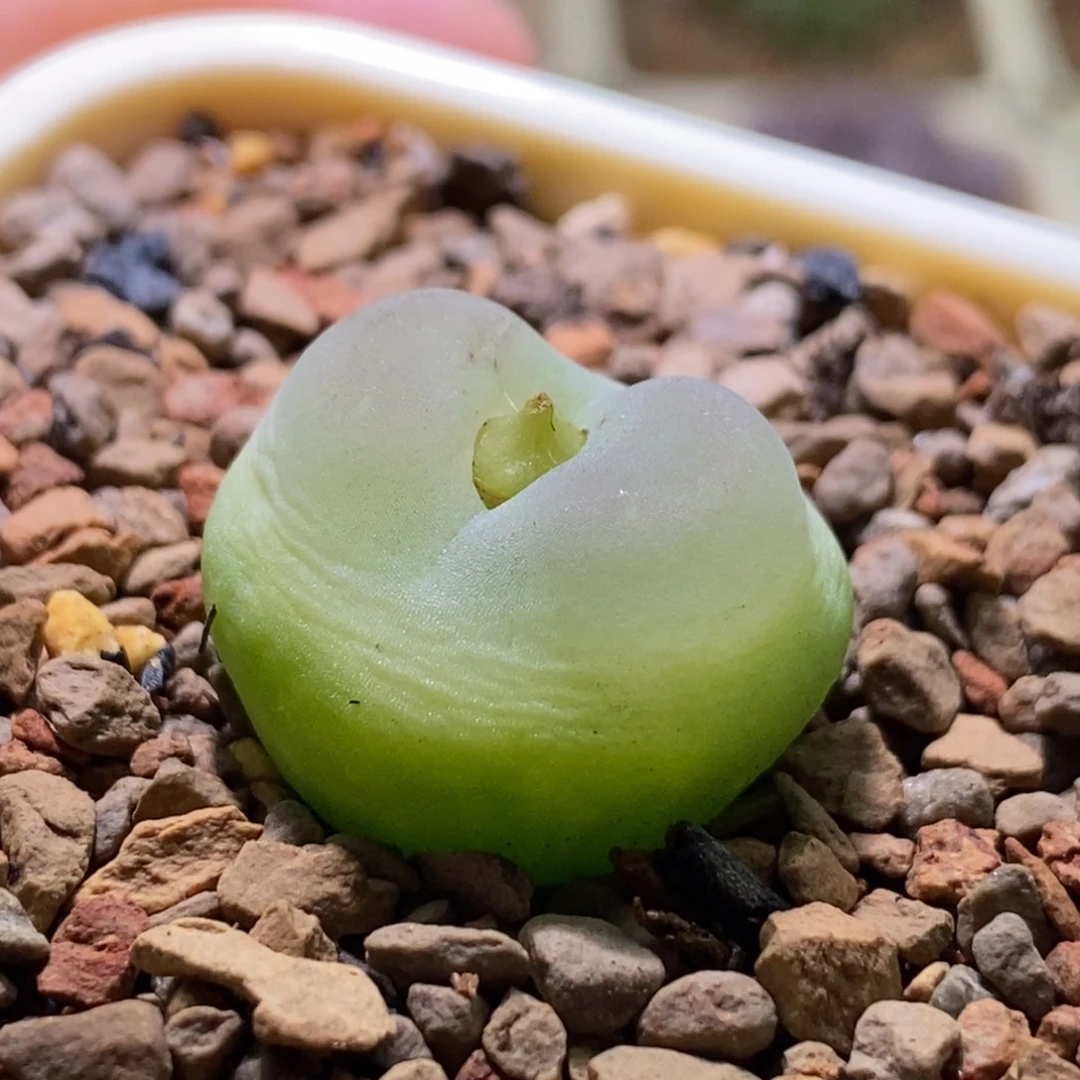 可爱的撅撅拉登好看好看