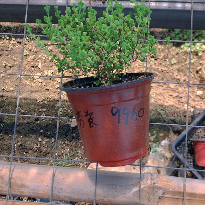 劳***子莱斯枝干番杏大盆