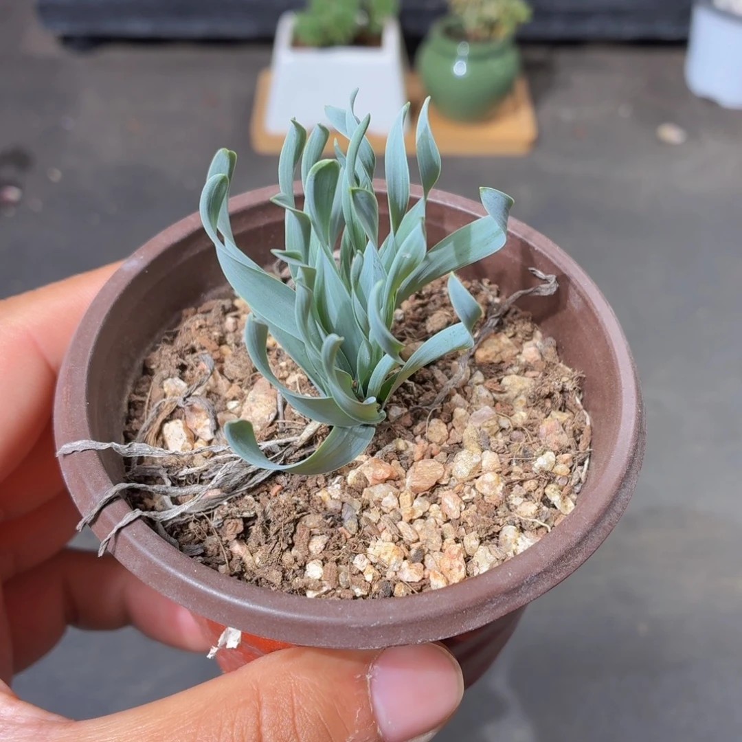 大弹簧草多肉9.9包邮发货