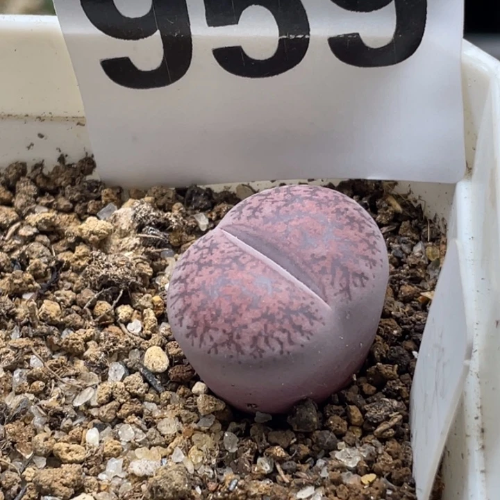 完全开放959紫灵耀带盆