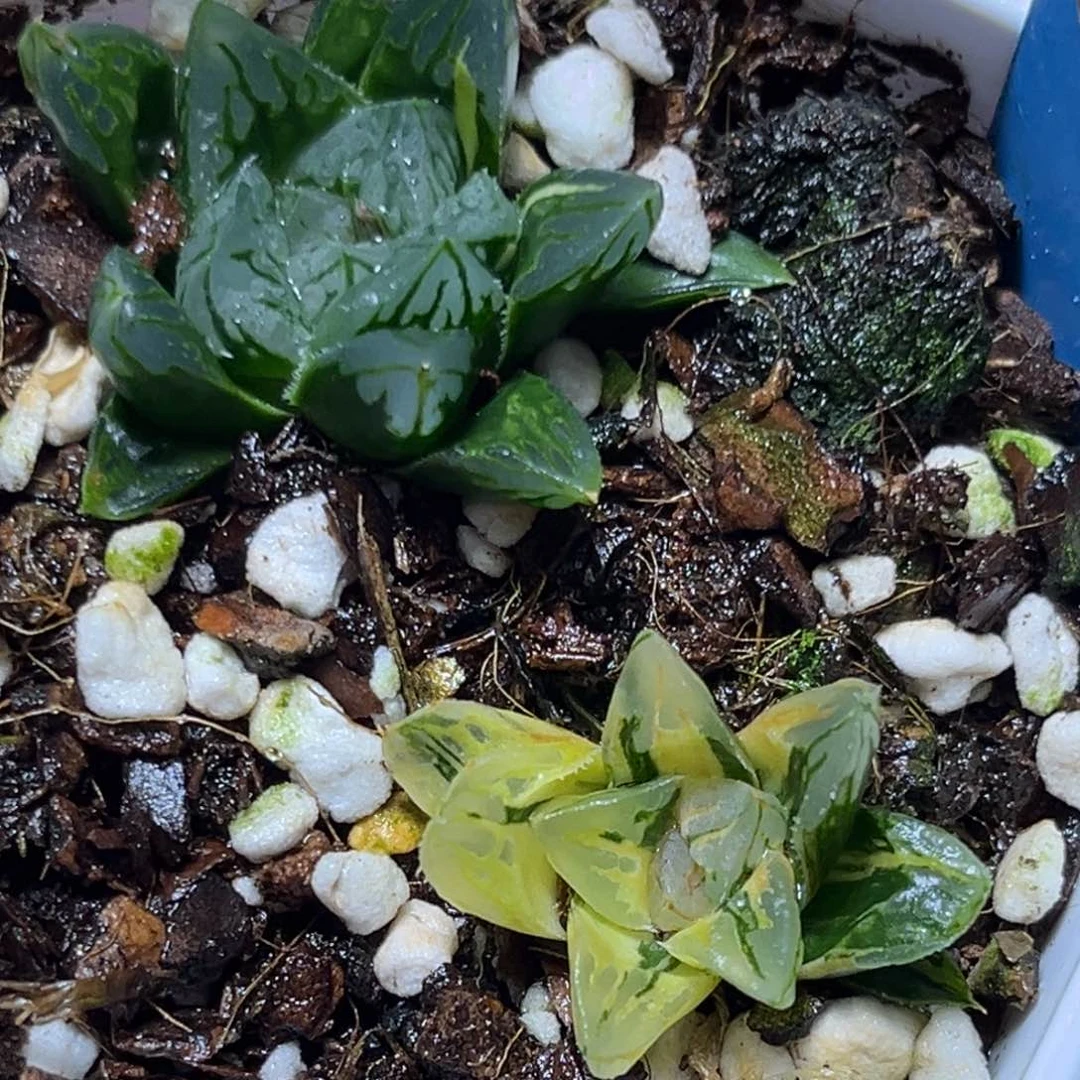 恭喜发财大吉大利633多肉