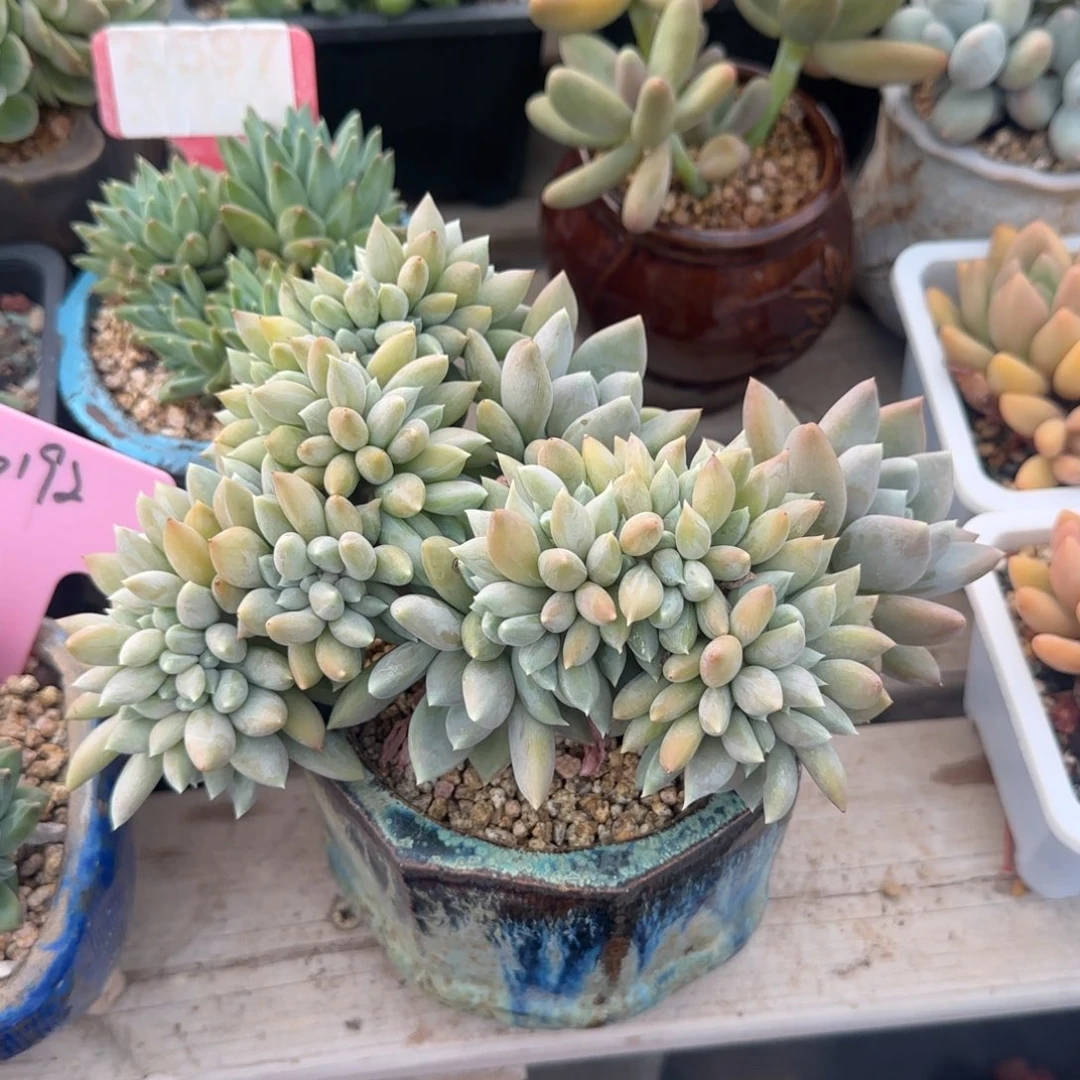 胖美人缀化五十包邮老桩