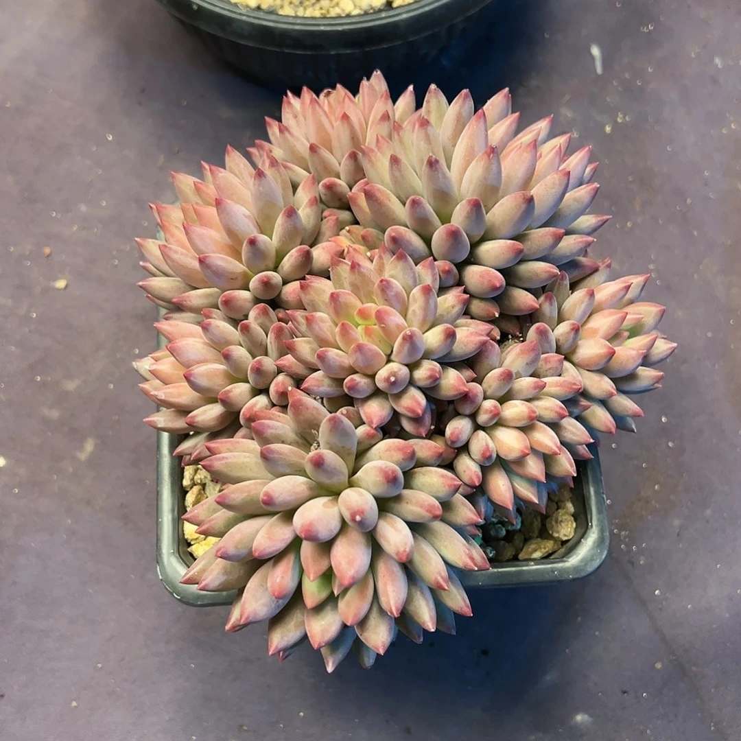 【闪购商品】胖鱼大群