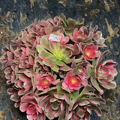 ༄***࿐男神老桩福利66号链接