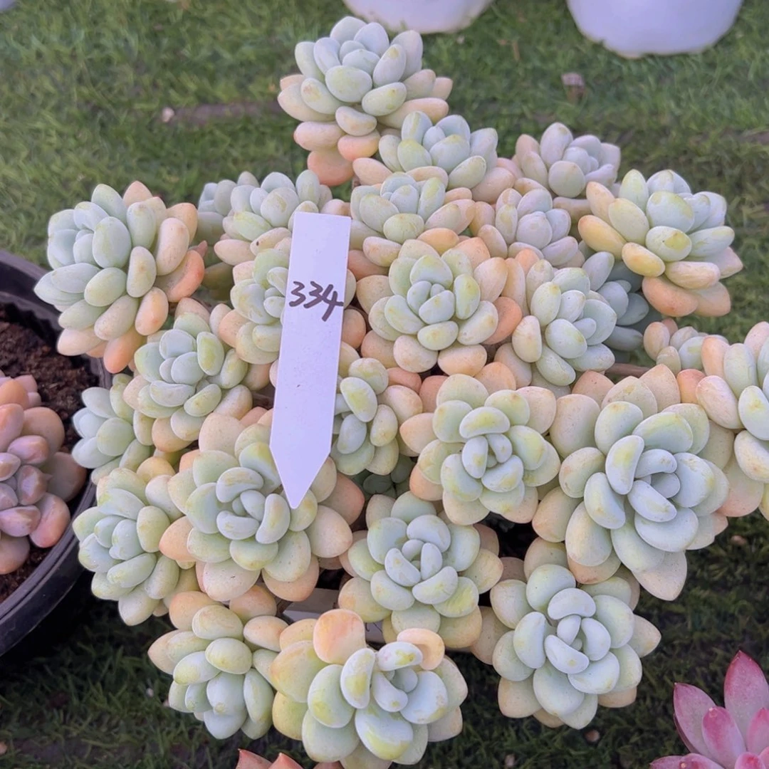 香玉等多种名贵的产品和服务