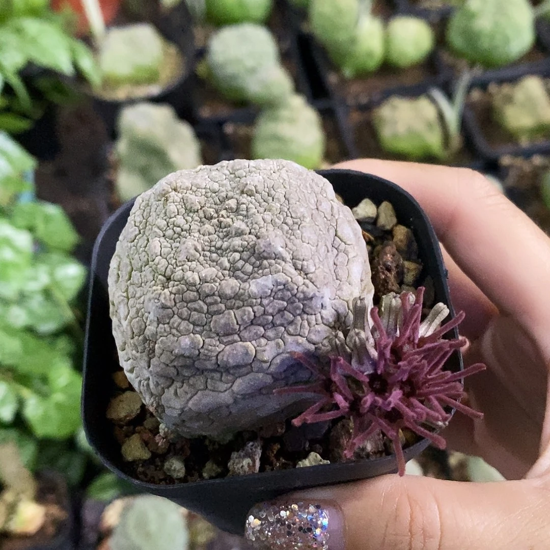 花花草草花花草草