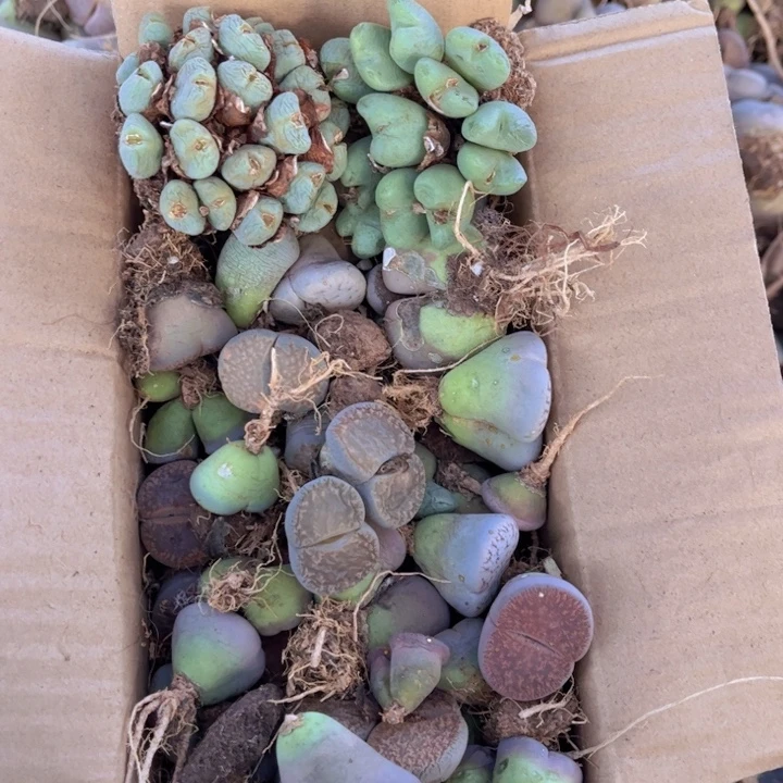 一箱母本8888888888888