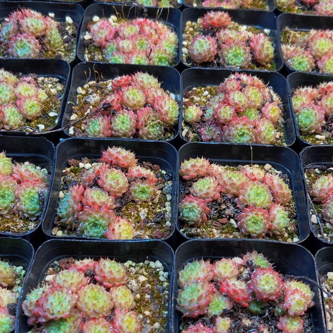 196多肉葡萄的味道是真的