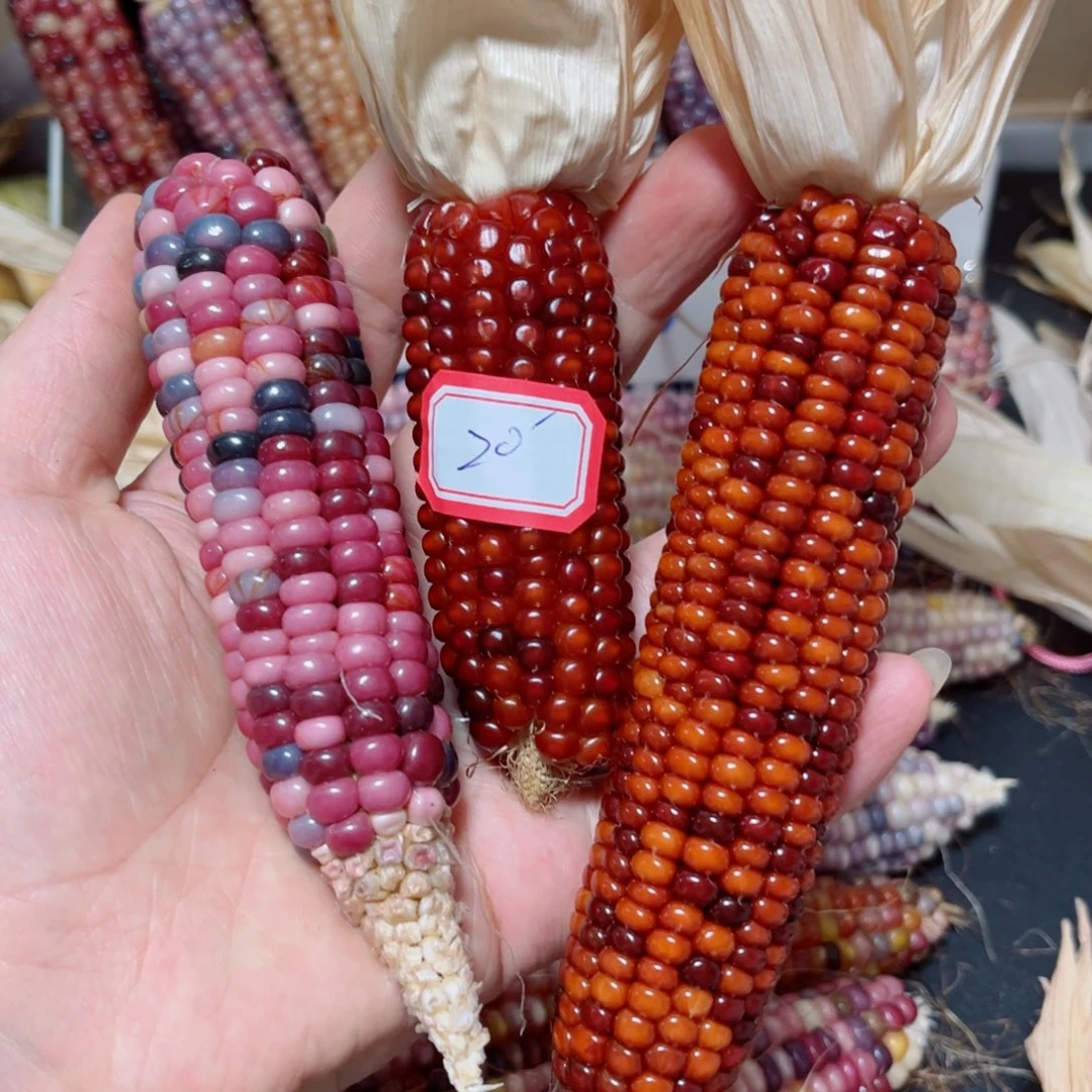 七彩文远玉米湿料