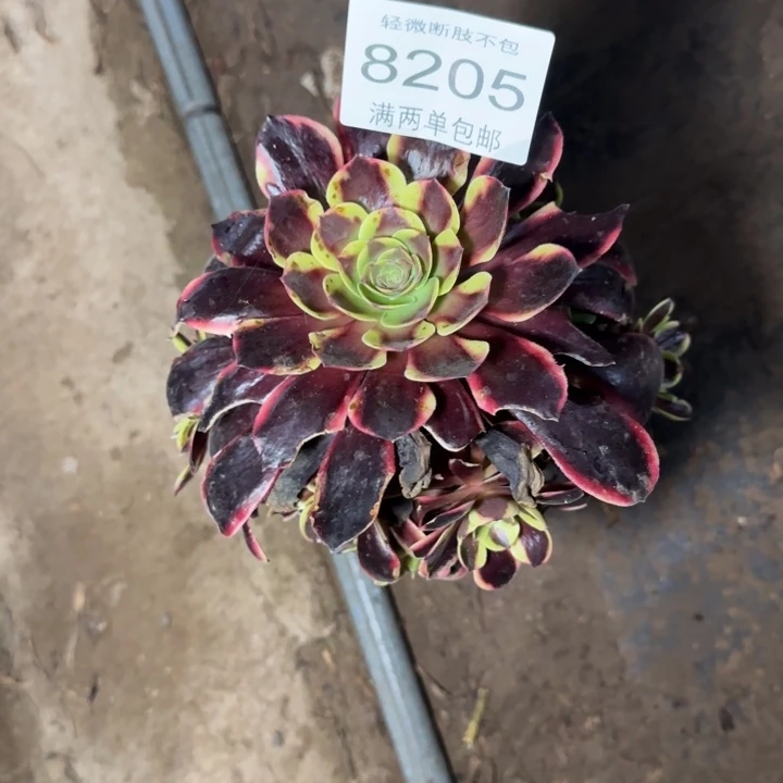 8205欧家力多肉植物