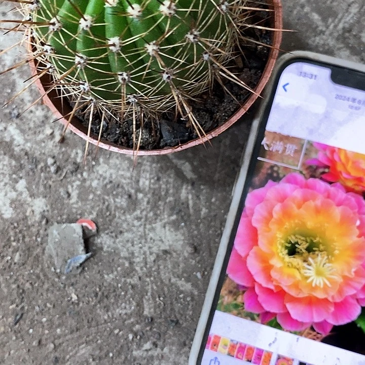 大满贯，4公分左右