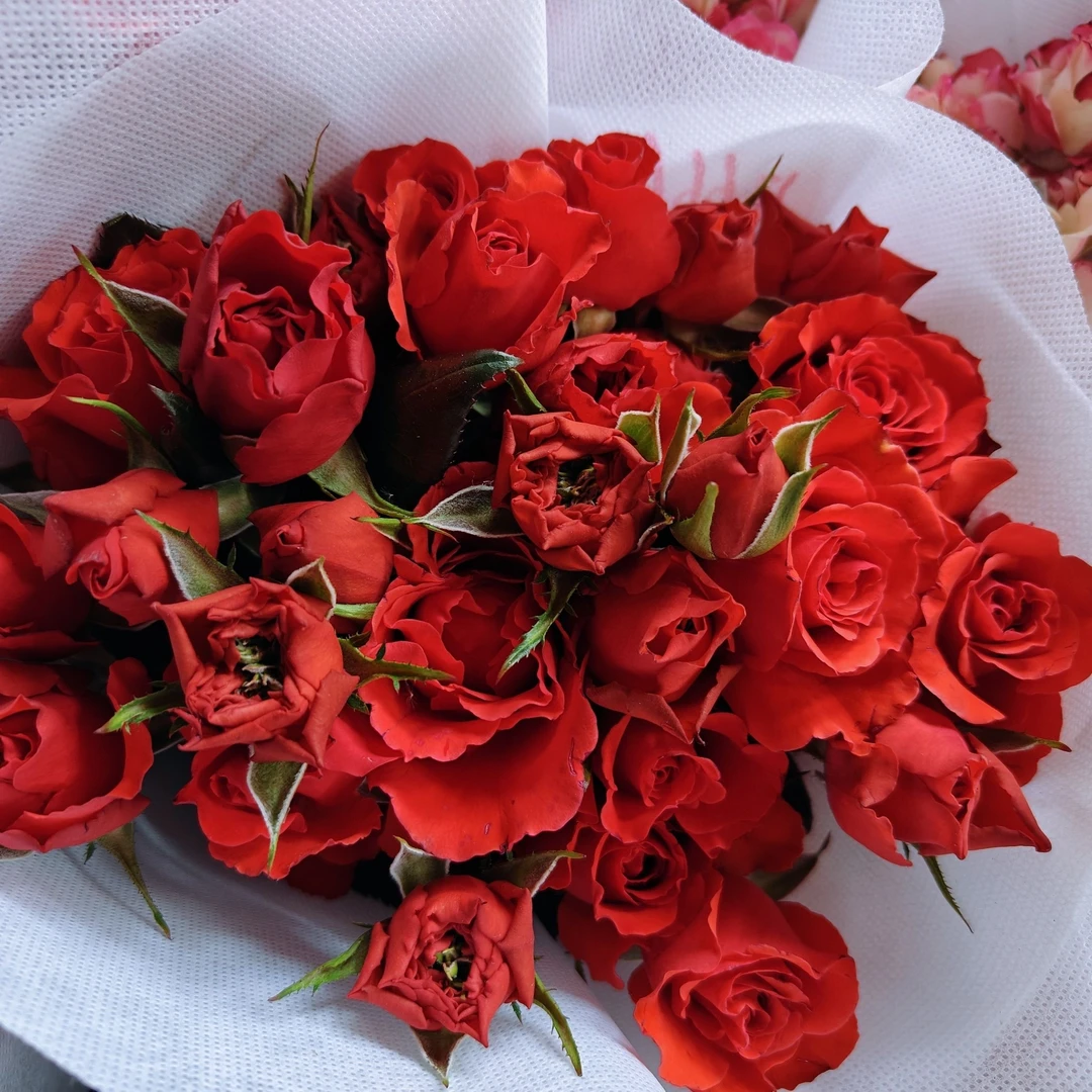 【多头玫瑰霓虹】新鲜采摘玫瑰花花束云南基地鲜花直发家用鲜花